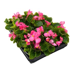 Begonia, tray 12 stuks