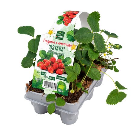 Biologische aardbeien sixpack