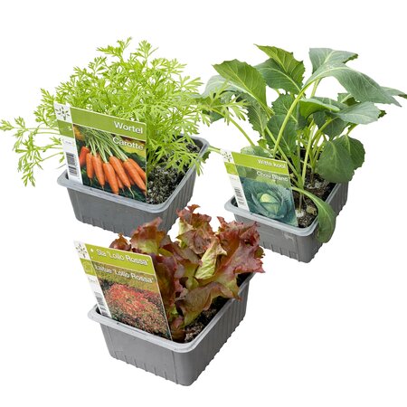 (Biologische) Groenteplanten