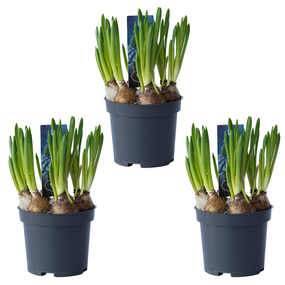 Blauwe druifjes in pot