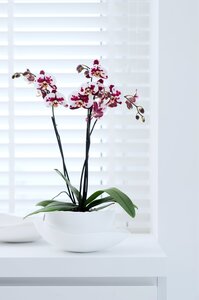 Bloeiende kamerplanten