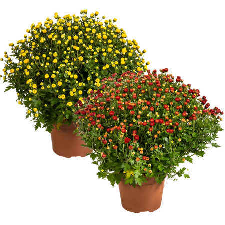Bolchrysant vanaf,