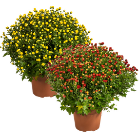 Bolchrysant vanaf, 