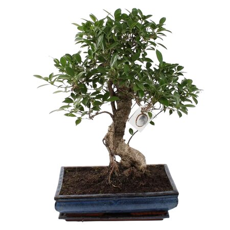 Bonsai div. maten, vanaf