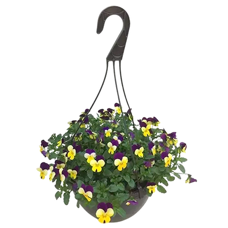 Bosviolen in hangpot