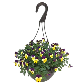 Bosviolen in hangpot
