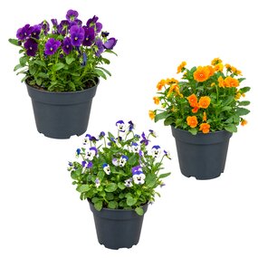 Bosviolen in pot, div. kleuren