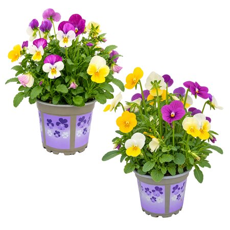 Bosviolen mixpotjes