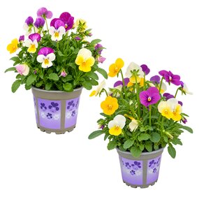 Bosviolen mixpotjes