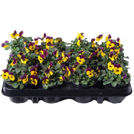 Bosviolen per tray
