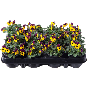 Bosviolen per tray
