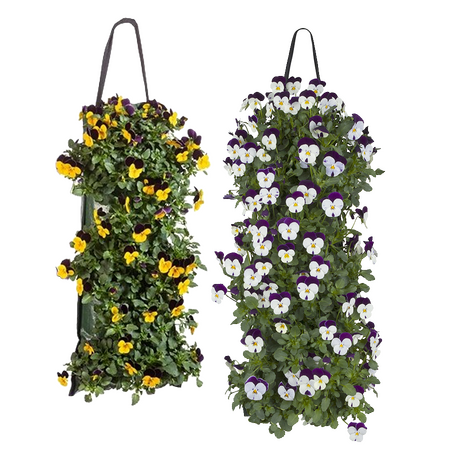 Bosviolen Wandhanger