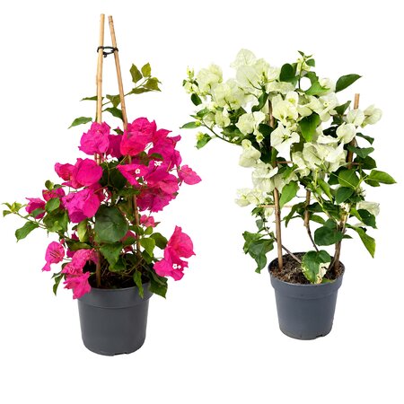 Bougainvillea div. kleuren
