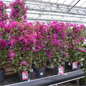 Bougainvillea op rek - afbeelding 2