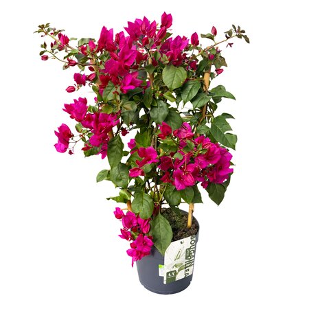 Bougainvillea op rek - afbeelding 1