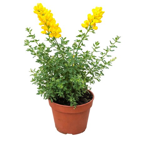 Bremheide (Genista), vanaf