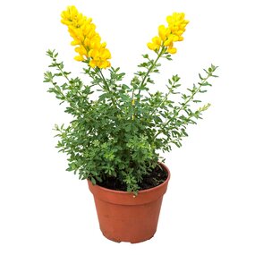 Bremheide (Genista), vanaf