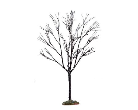 BUTTERNUT TREE, SMALL