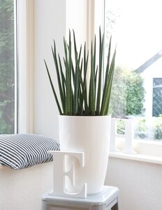 Cactussen en Vetplanten