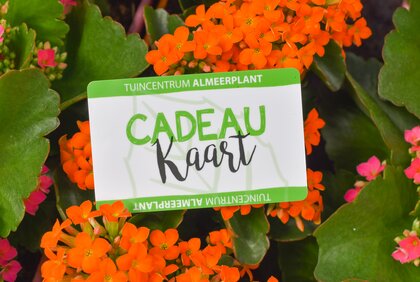 Cadeaukaarten