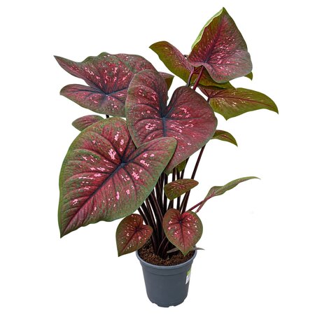 Caladium