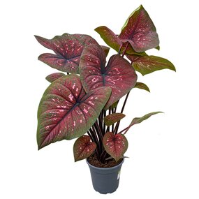 Caladium
