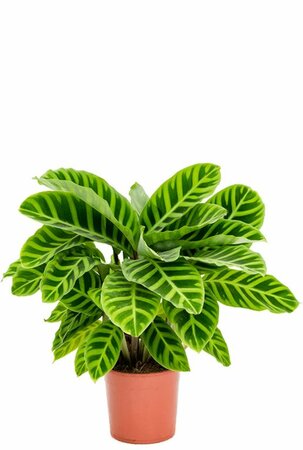 Calathea, diverse soorten vanaf