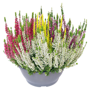 Calluna in schaal