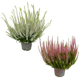 Calluna Vulgaris (struikheide)