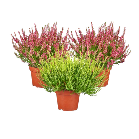 Calluna Vulgaris 'Zomerheide'