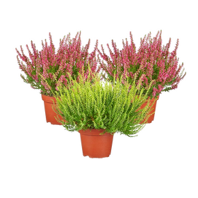 Calluna Vulgaris 'Zomerheide'