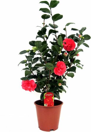 Camellia japonica