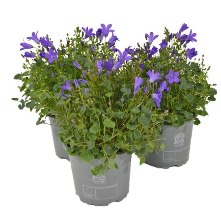 Campanula