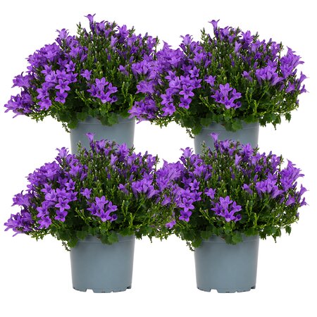 Campanula