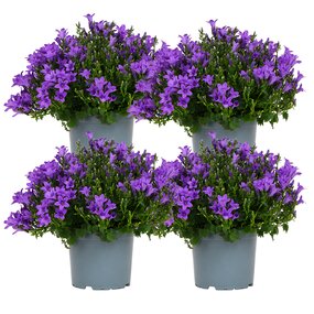 Campanula