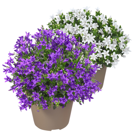 Campanula ''klokjesbloem''