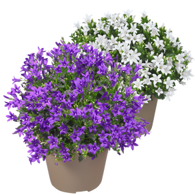 Campanula ''klokjesbloem''