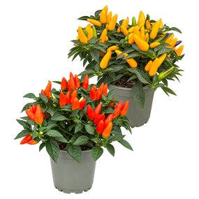 Capsicum 'Sierpeper'
