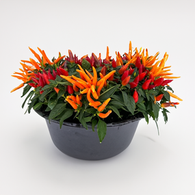 Capsicum 'Sierpeper'