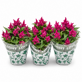 Celosia 'Deep purple'