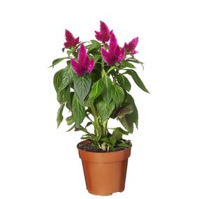 Celosia 'Deep purple'