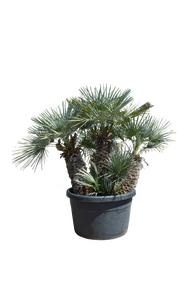Palmboom - Chamaerops humulus - 180cm