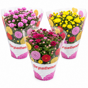 Chrysant ''carnaval''