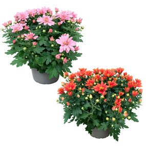 Chrysant 'Garden Mums'