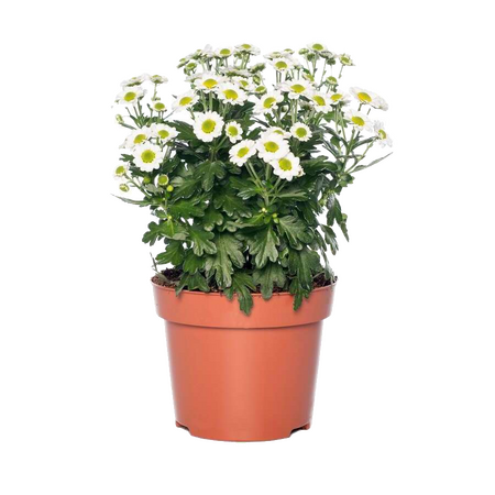 Chrysant 'Garden mums'