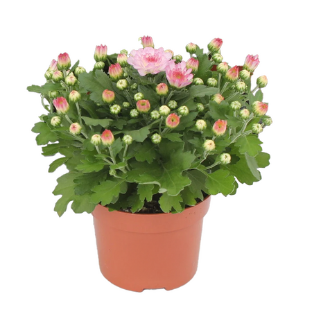 Chrysant 'Garden mums'