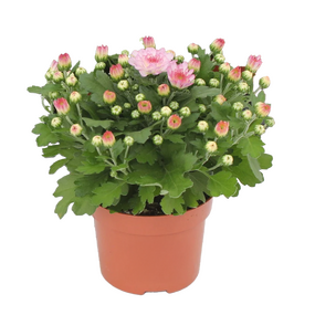 Chrysant 'Garden mums'