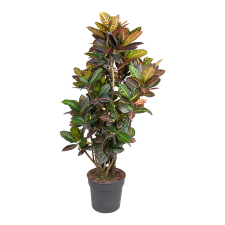 Codiaeum Variegatum 'Petra'