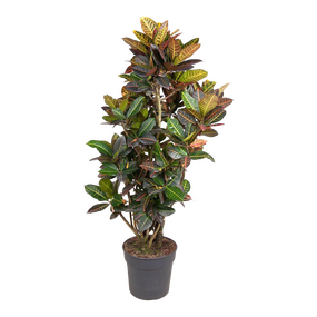 Codiaeum Variegatum 'Petra'