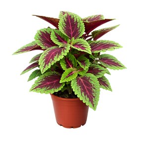 Coleus Blumei (Siernetel)